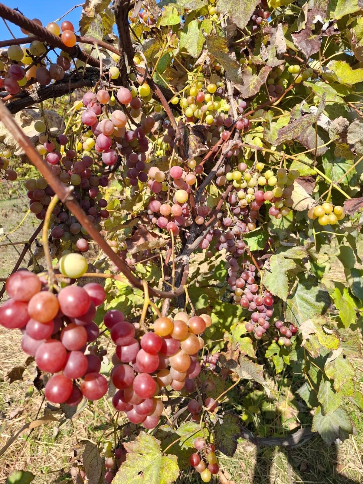 Фото №8: Земельный участок 9.38 сот. - Янтарь, мкр. Карасунский внутригородской округ, ул. Янтарная, 183