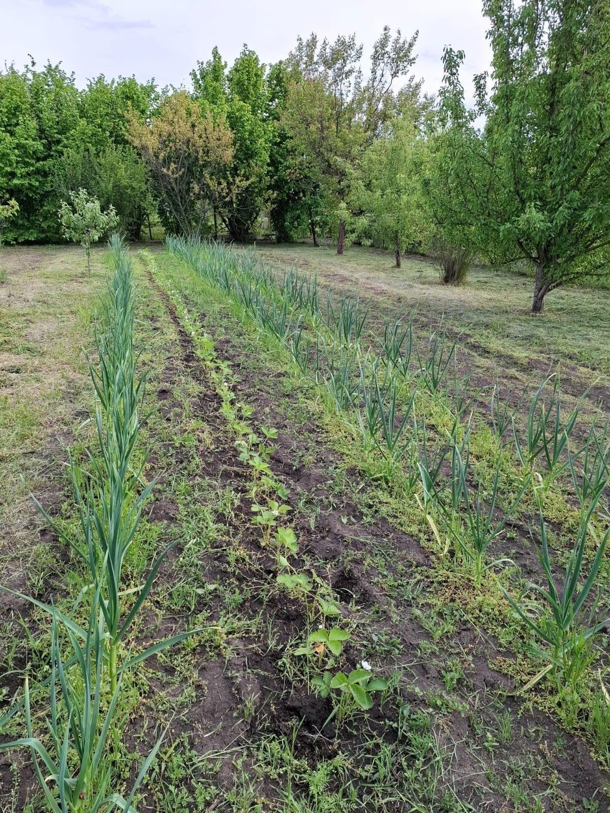 Фото №15: Земельный участок 9.38 сот. - Янтарь, мкр. Карасунский внутригородской округ, ул. Янтарная, 183