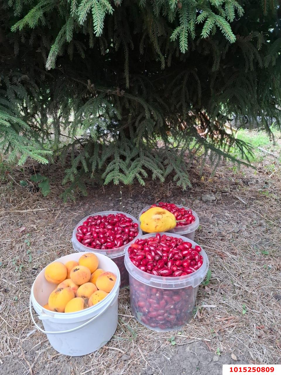 Фото №6: Участок садоводство 9.38 сот. - Янтарь, Карасунский внутригородской округ, ул. Янтарная, 183