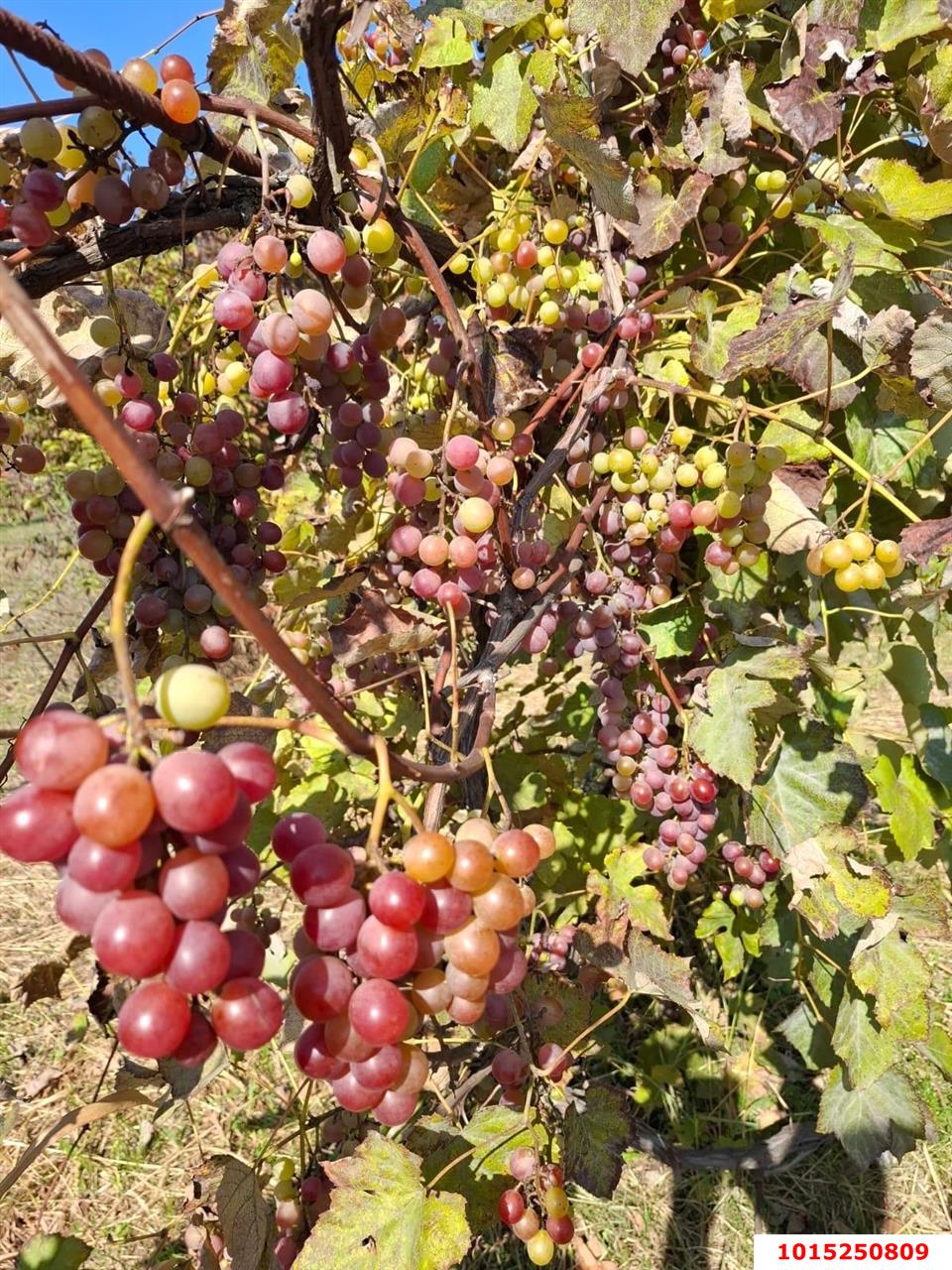 Фото №8: Участок садоводство 9.38 сот. - Янтарь, Карасунский внутригородской округ, ул. Янтарная, 183