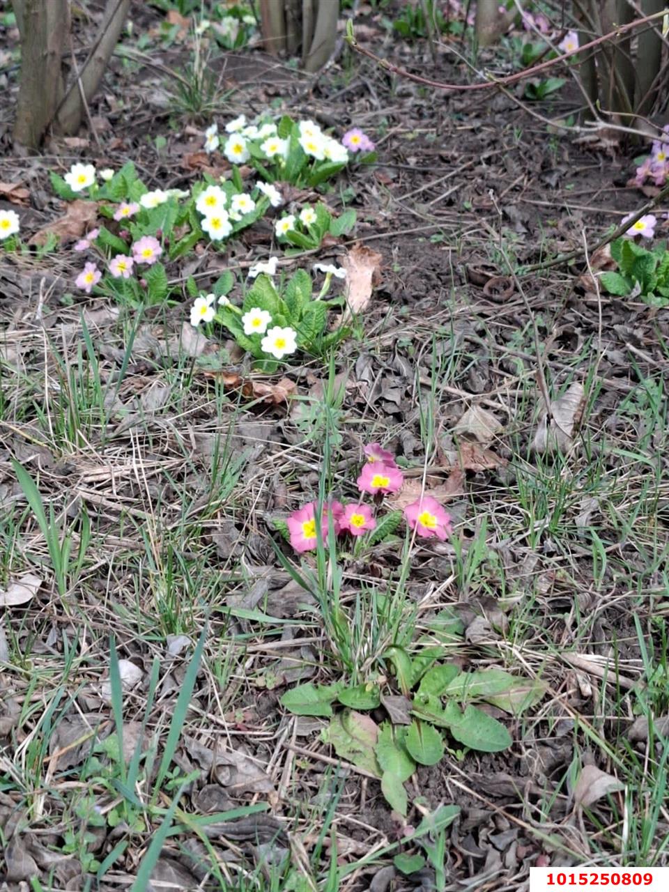 Фото №2: Участок садоводство 9.38 сот. - Янтарь, Карасунский внутригородской округ, ул. Янтарная, 183