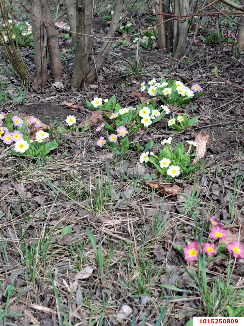 Фото №11: Участок садоводство 9.38 сот. - Янтарь, Карасунский внутригородской округ, ул. Янтарная, 183