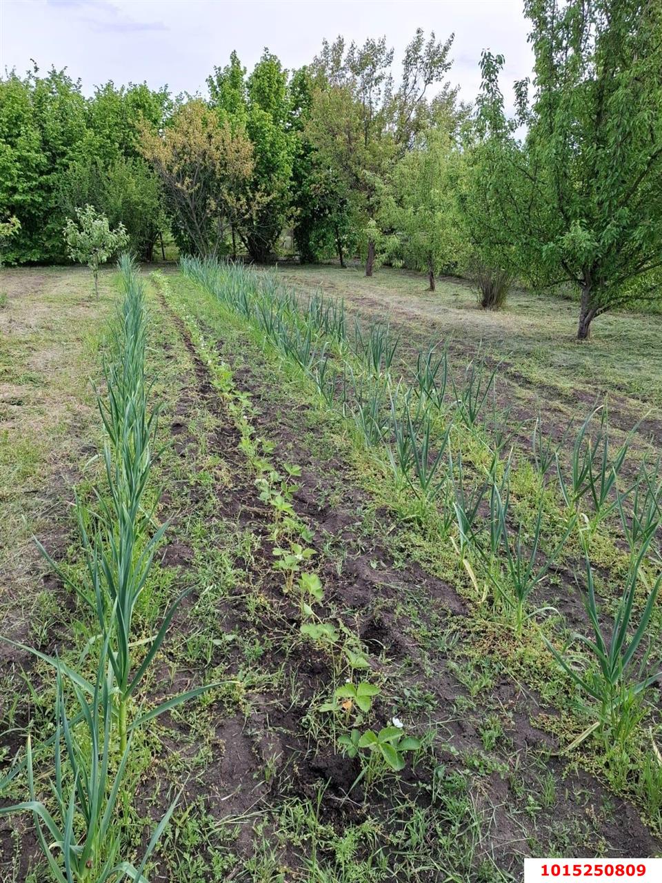 Фото №15: Участок садоводство 9.38 сот. - Янтарь, Карасунский внутригородской округ, ул. Янтарная, 183