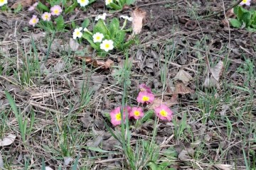 Фото №2: Участок садоводство 9.57 сот. - Янтарь, мкр. Карасунский внутригородской округ, ул. Янтарная