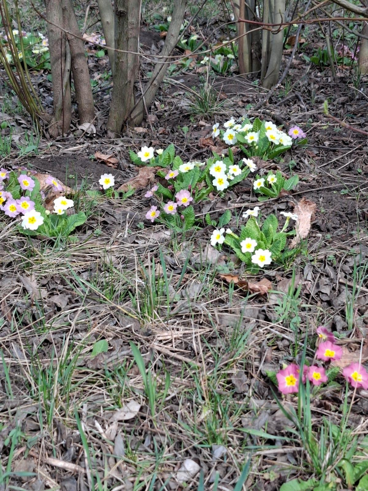 Фото №8: Земельный участок 9.57 сот. - Янтарь, мкр. Карасунский внутригородской округ, ул. Янтарная