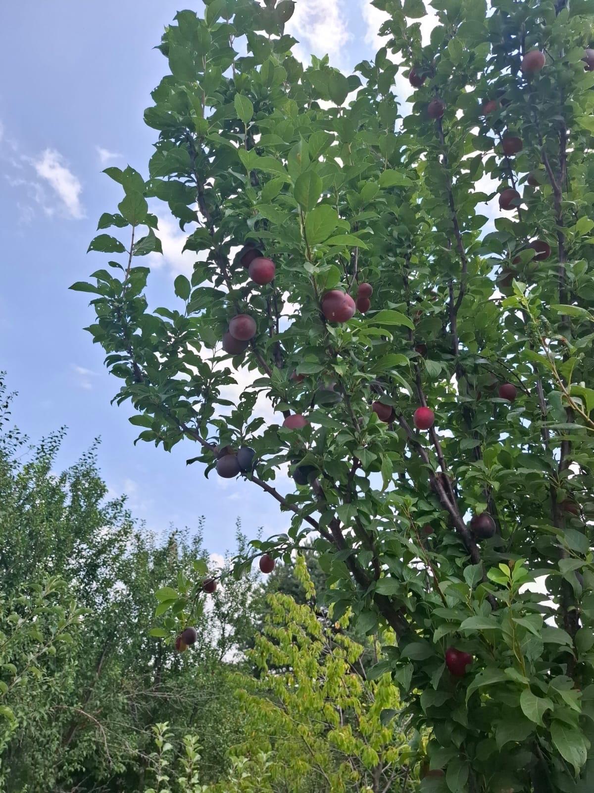 Фото №9: Земельный участок 9.57 сот. - Янтарь, мкр. Карасунский внутригородской округ, ул. Янтарная