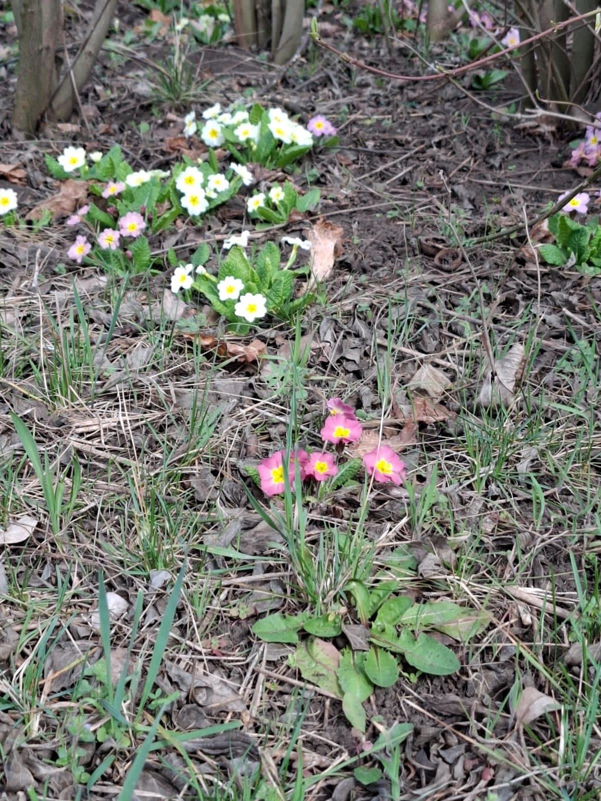 Фото №2: Земельный участок 9.57 сот. - Янтарь, мкр. Карасунский внутригородской округ, ул. Янтарная