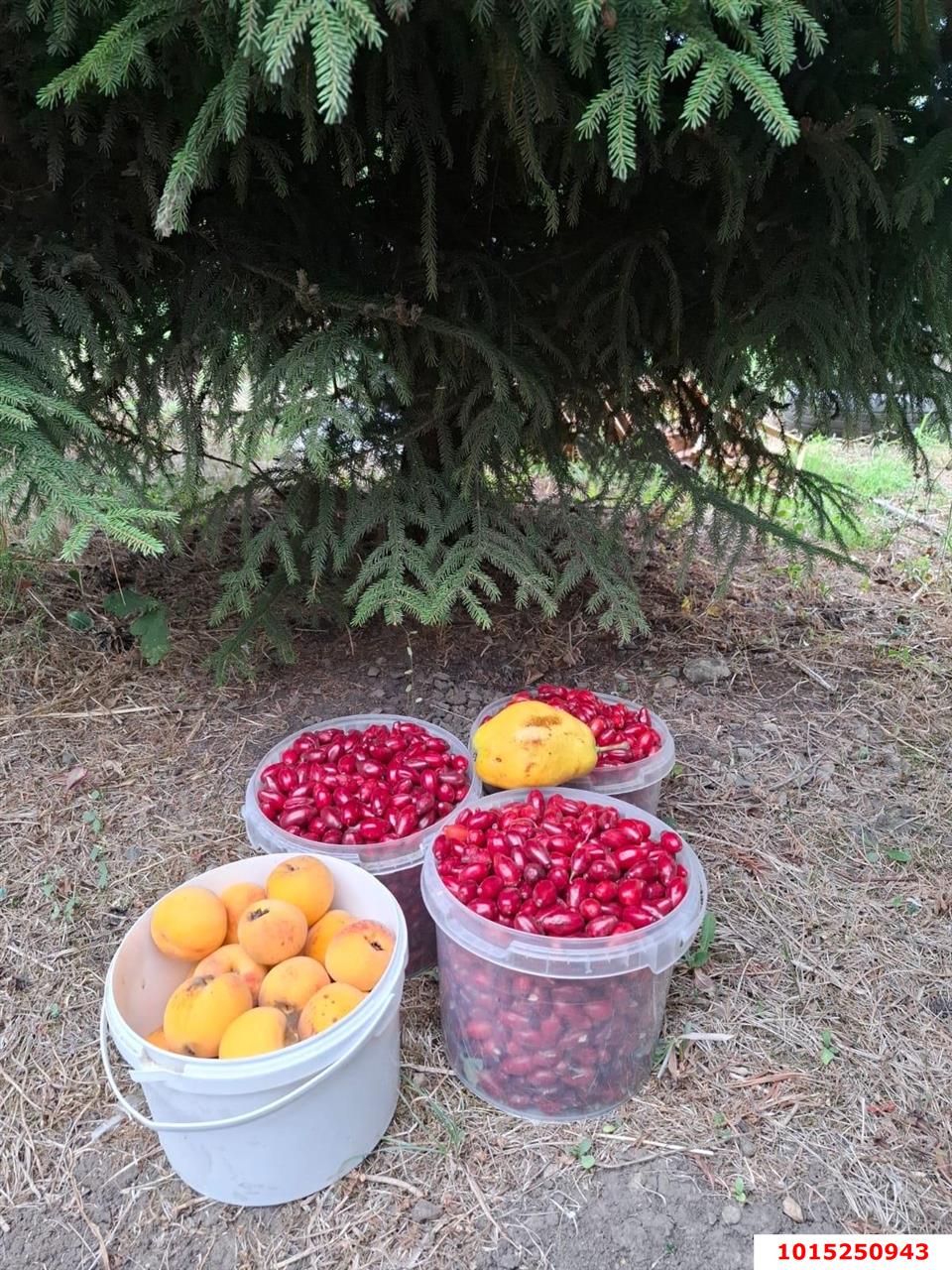 Фото №15: Участок садоводство 9.57 сот. - Янтарь, Карасунский внутригородской округ, ул. Янтарная