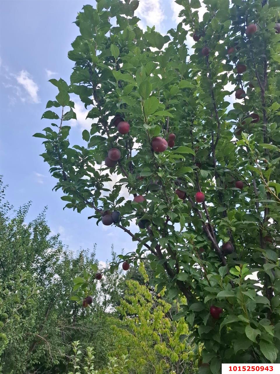 Фото №9: Участок садоводство 9.57 сот. - Янтарь, Карасунский внутригородской округ, ул. Янтарная