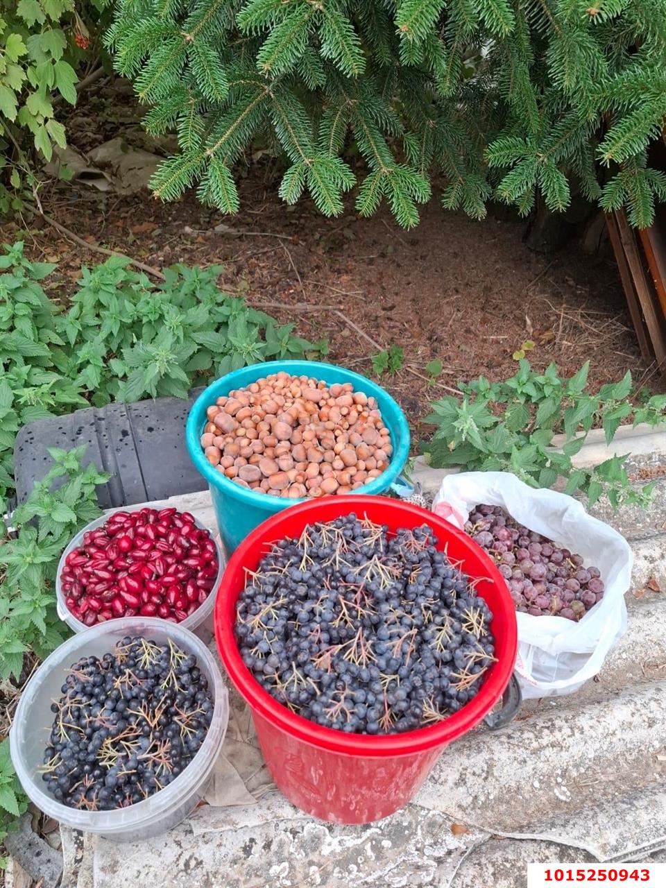 Фото №10: Участок садоводство 9.57 сот. - Янтарь, Карасунский внутригородской округ, ул. Янтарная