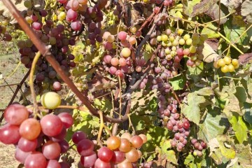 Фото №3: Участок садоводство 9.57 сот. - Янтарь, мкр. Карасунский внутригородской округ, ул. Янтарная