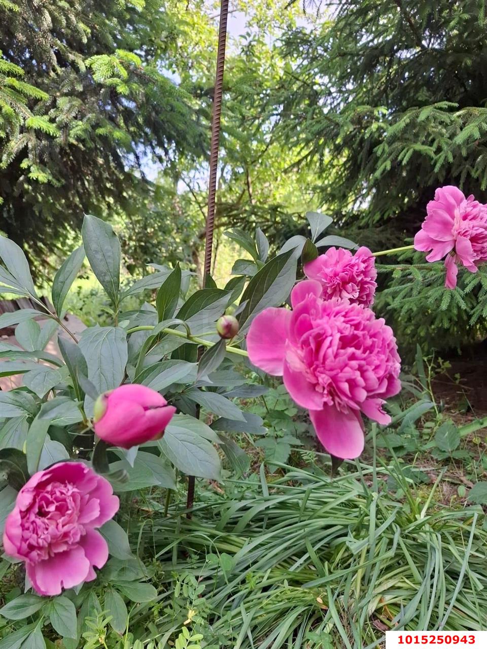 Фото №7: Участок садоводство 9.57 сот. - Янтарь, Карасунский внутригородской округ, ул. Янтарная