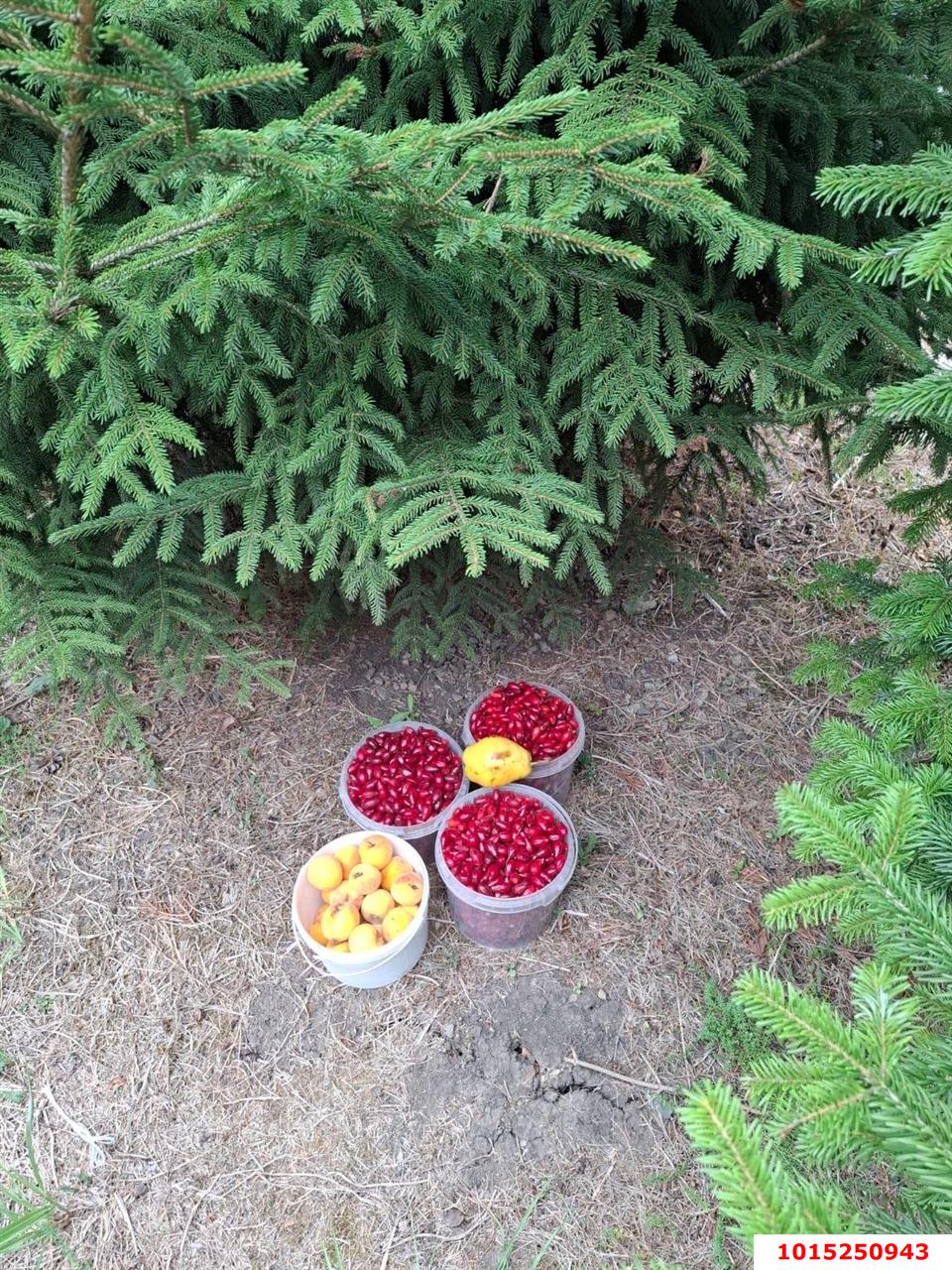 Фото №6: Участок садоводство 9.57 сот. - Янтарь, Карасунский внутригородской округ, ул. Янтарная