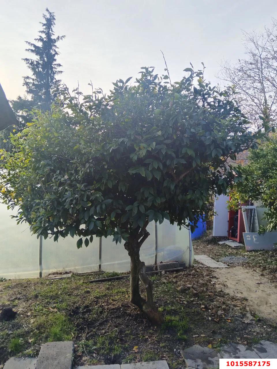 Фото №3: Дом 71 м² + 9.6 сот. - Верхнениколаевское, р. Адлерский, ул. Мостовая