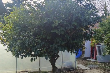 Фото №4: Дом 71 м² - Верхнениколаевское, р. Адлерский, ул. Мостовая