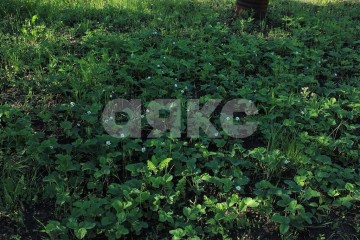 Фото №5: Земельный участок под ИЖС - Ростов-на-Дону, мкр. СНТ Алмаз-2, пер. 3-й Дамасский, 68