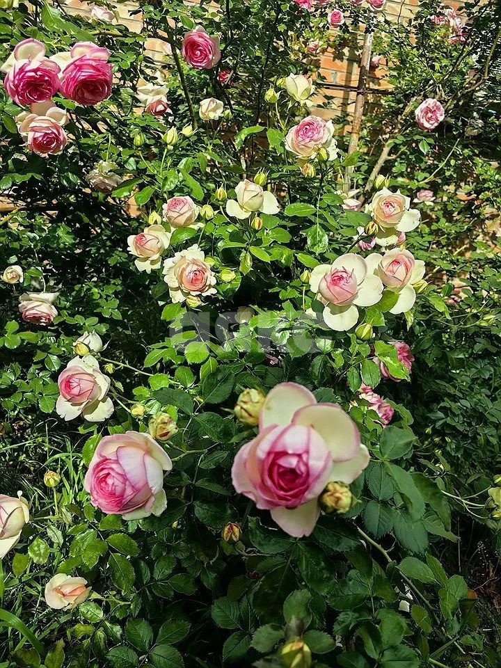 Фото №24: Дом 85 м² + 3.5 сот. - Ростов-на-Дону, Нахичевань, ул. Листопадова, 108