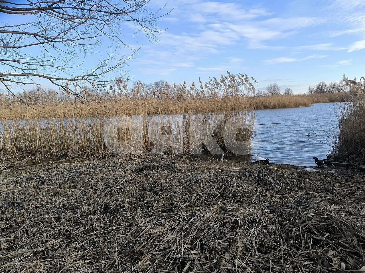 Фото №1: Земельный участок под ИЖС 7 сот. - Аксай, Берданосовка, ул. Лермонтова, 35