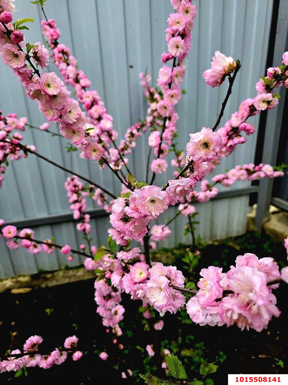 Фото №3: Дом 73 м² + 9.41 сот. - Новомышастовская, ул. Краснодарская