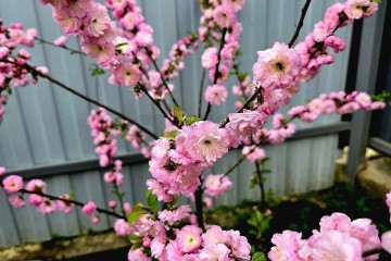 Фото №3: Дом 73 м² - Новомышастовская, ул. Краснодарская