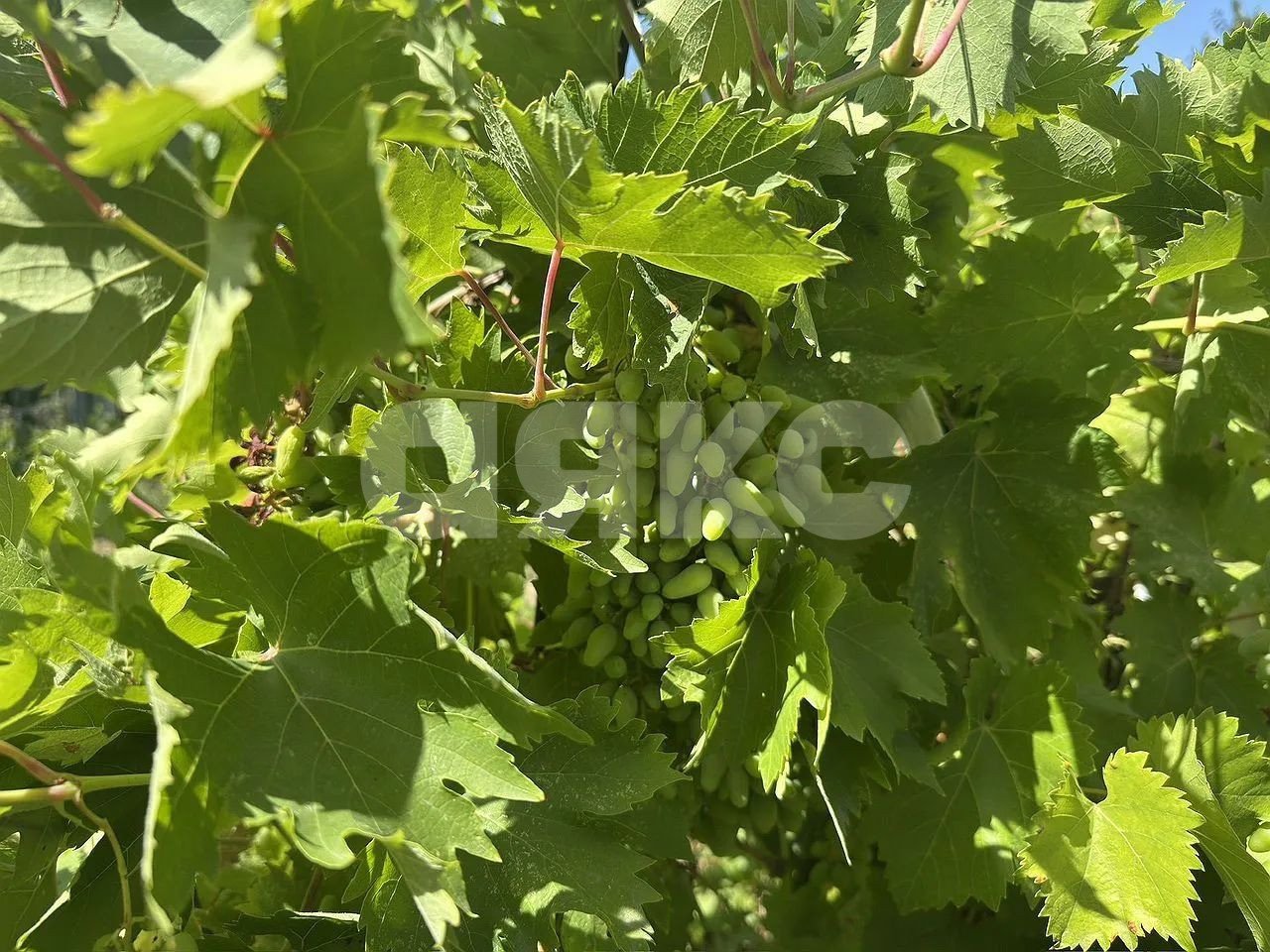 Фото №17: Дом 45 м² + 4.5 сот. - Ростов-на-Дону, Орджоникидзе, ул. Конституционная