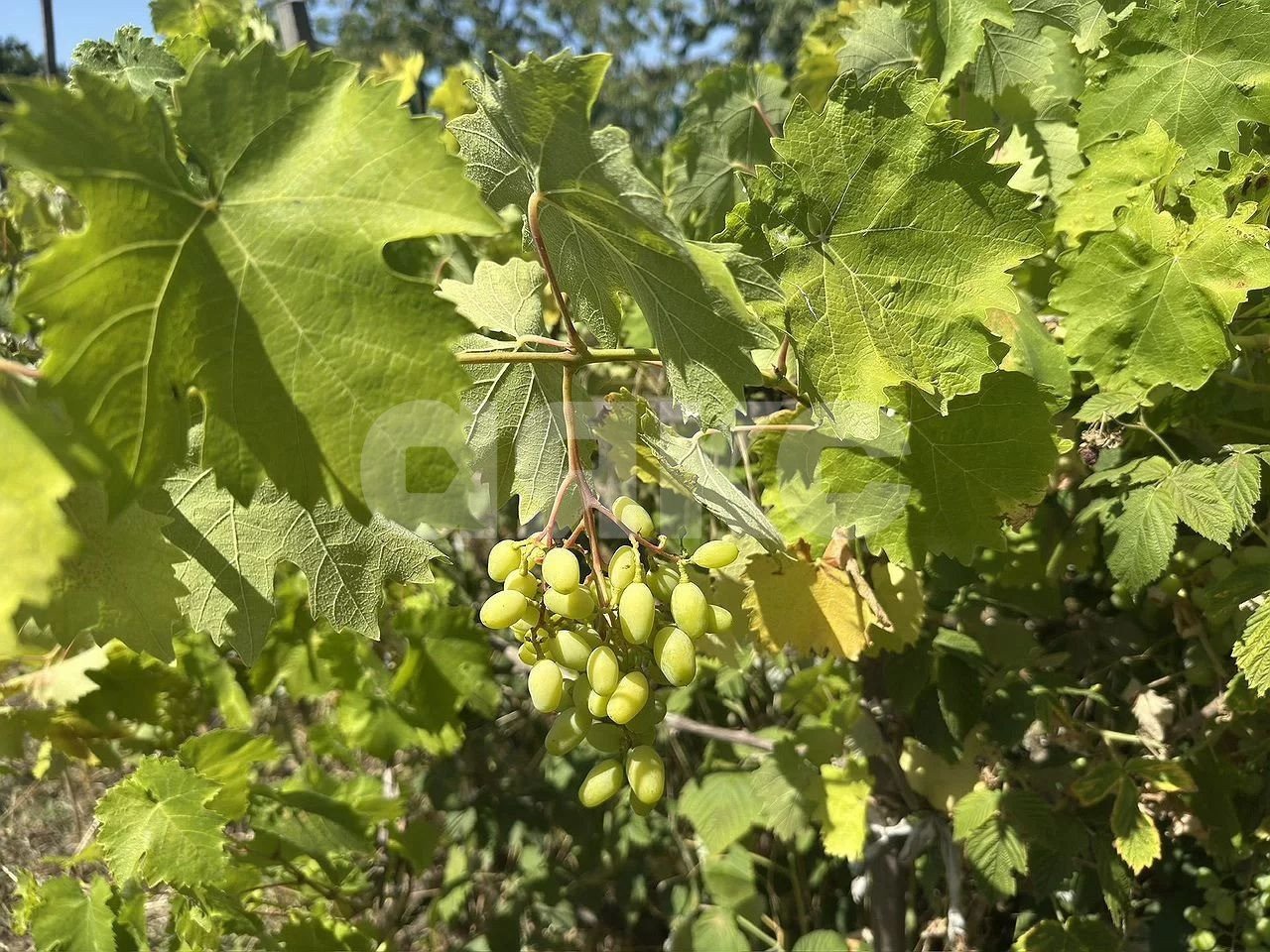 Фото №16: Дом 45 м² + 4.5 сот. - Ростов-на-Дону, Орджоникидзе, ул. Конституционная