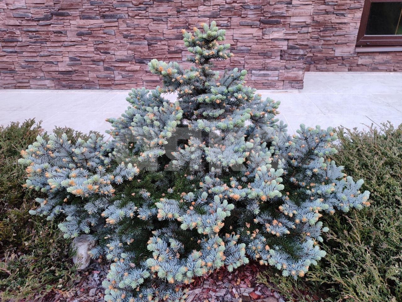 Фото №39: Дом 354 м² + 12 сот. - Черноголовка, пр-д Луговой, 9