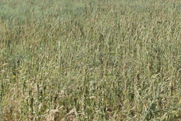 Фото №4: Участок садоводство 110.2 сот. - Лучезарный, ул. Лучезарная, 1А