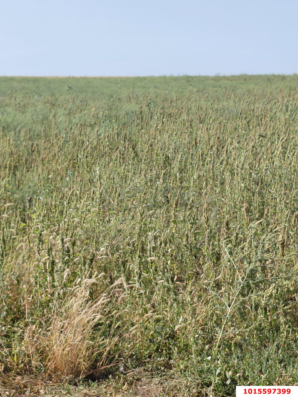 Фото №4: Участок садоводство 110.2 сот. - Лучезарный, ул. Лучезарная, 1А