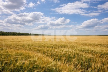 Фото №2: Коммерческая земля - Калинино, 