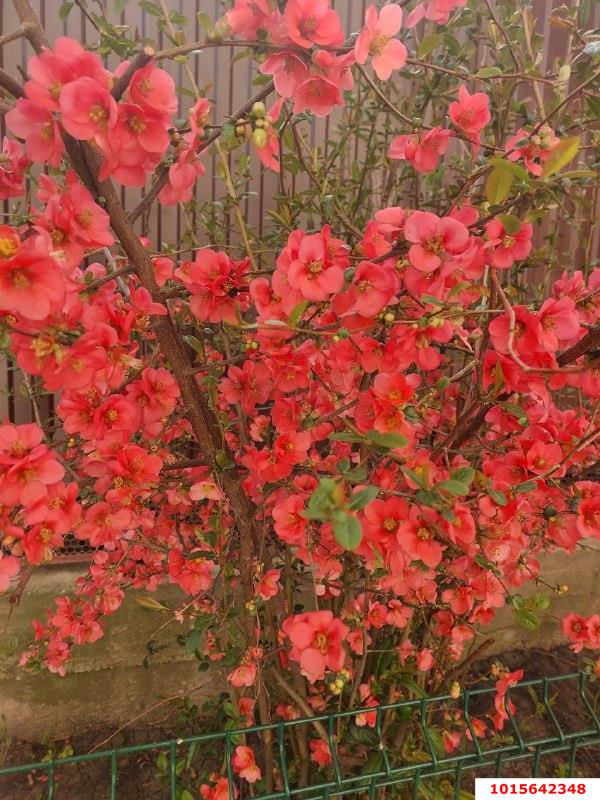 Фото №15: Дом 579 м² + 5.93 сот. - Краснодар, Славянский, пр-д 3-й Линии, 12