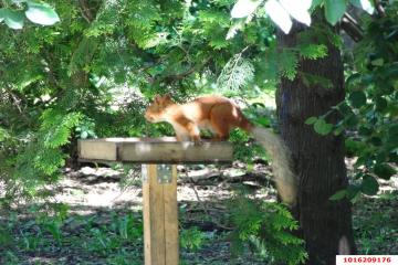 Фото №4: Дом 19 м² - Краснодар, мкр. СНТ № 1, ул. Сливовая, 186