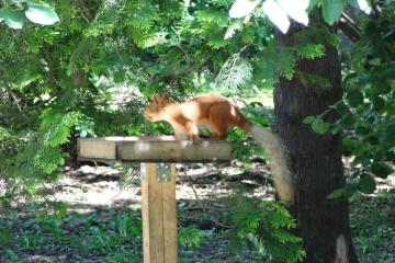 Фото №4: Земельный участок 6 сот. - Краснодар, мкр. СНТ № 1, ул. Сливовая, 186