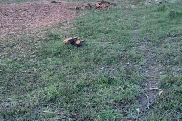 Фото №3: Коммерция 6 м² - Новый, ст Дружба, ул. Виноградная