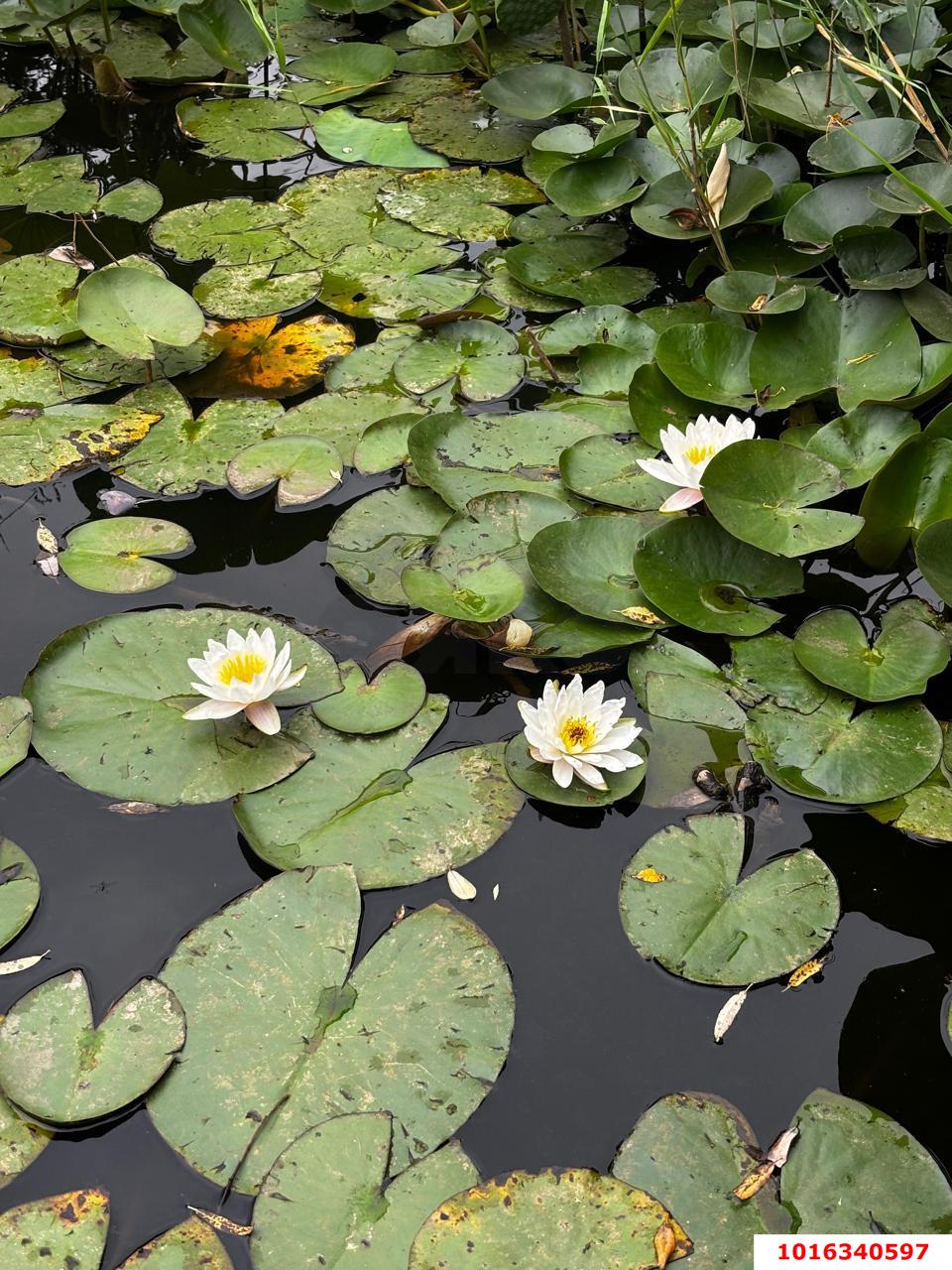 Фото №10: Дом 75 м² + 27 сот. - Большевик, ул. Лазурная, 45Г