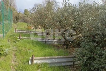 Фото №3: Личное подсобное хозяйство - Беранда, р. Лазаревский, ул. Араратская