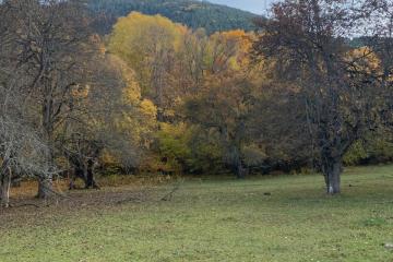 Фото №5: Земельный участок 50 сот. - Теберда, мкр. территория Джамагатское ущелье 2, 