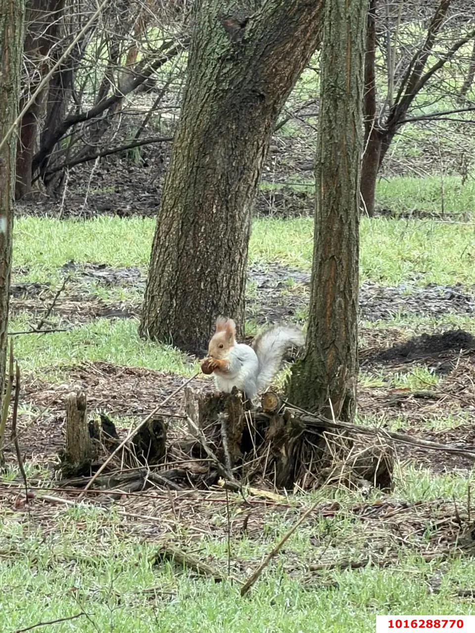 Фото №17: Земельный участок под ИЖС - Кореновск, мкр. 1-й квартал, ул. Короткая