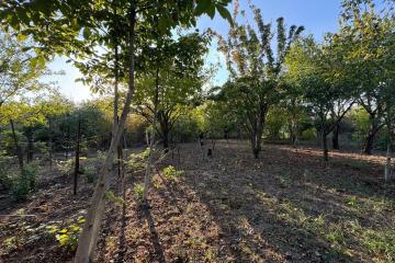 Фото №3: Земельный участок 8 сот. - Знаменский, мкр. СТ Чайка, ул. Абрикосовая, 21