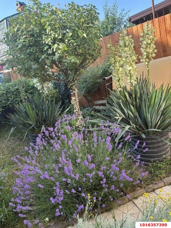 Фото №19: Дом 82 м² + 4.07 сот. - Краснодар, Прикубанский внутригородской округ, Сады Калинина, ст Животновод, ул. Вишнёвая, 163