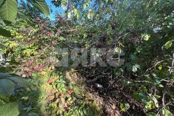 Фото №3: Участок садоводство - Армавир, мкр. 1-е Отделение, ул. Тенистая, 717