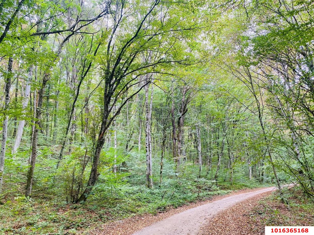 Фото №3: Земельный участок под ИЖС - Тверская