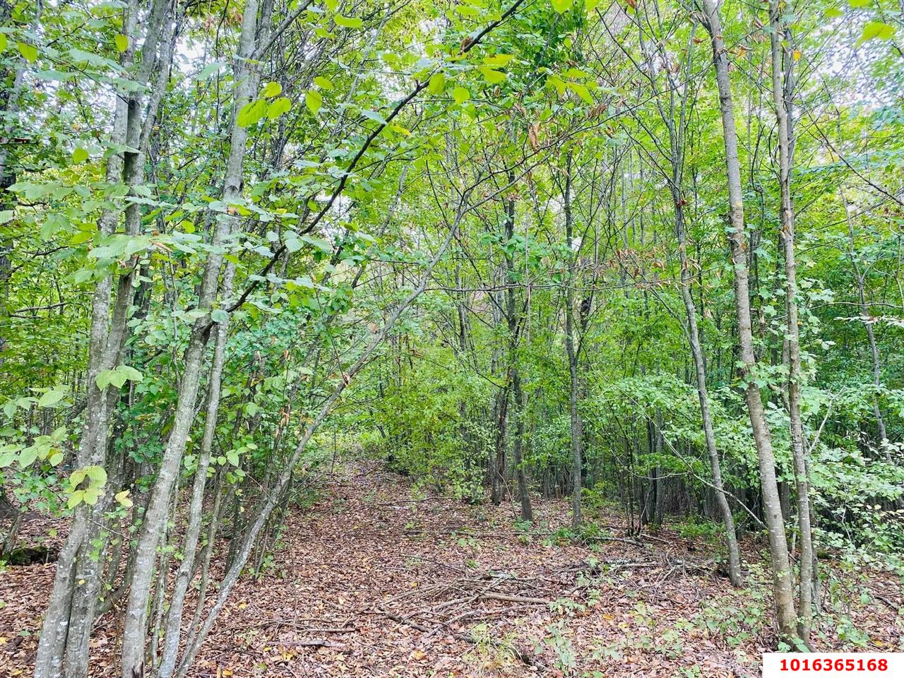 Фото №5: Земельный участок под ИЖС - Тверская