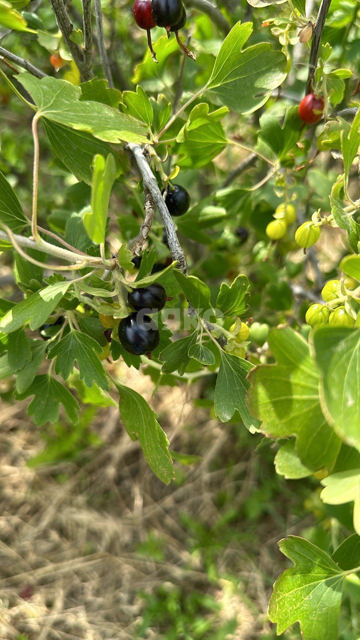 Фото №7: Личное подсобное хозяйство 9.36 сот. - Платнировская, ул. Фрунзе, 103А