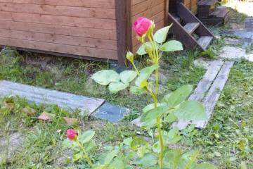 Фото №5: Участок садоводство - Новосёлки, мкр. СНТ Ягодное, ул. Западная, 22