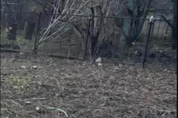 Фото №3: Личное подсобное хозяйство - Железнодорожник-3, мкр. Карасунский внутригородской округ, ул. Ореховая