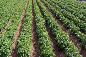 Фото №1: Коммерция 220 м² - Краснодарский край Апшеронский район