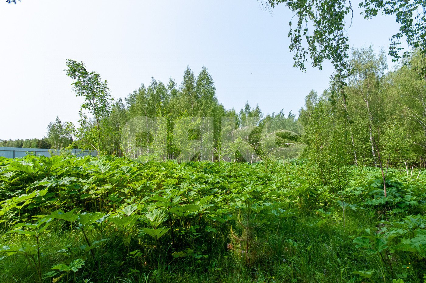 Фото №20: Земельный участок под ИЖС 5750 сот. - Овсянниково