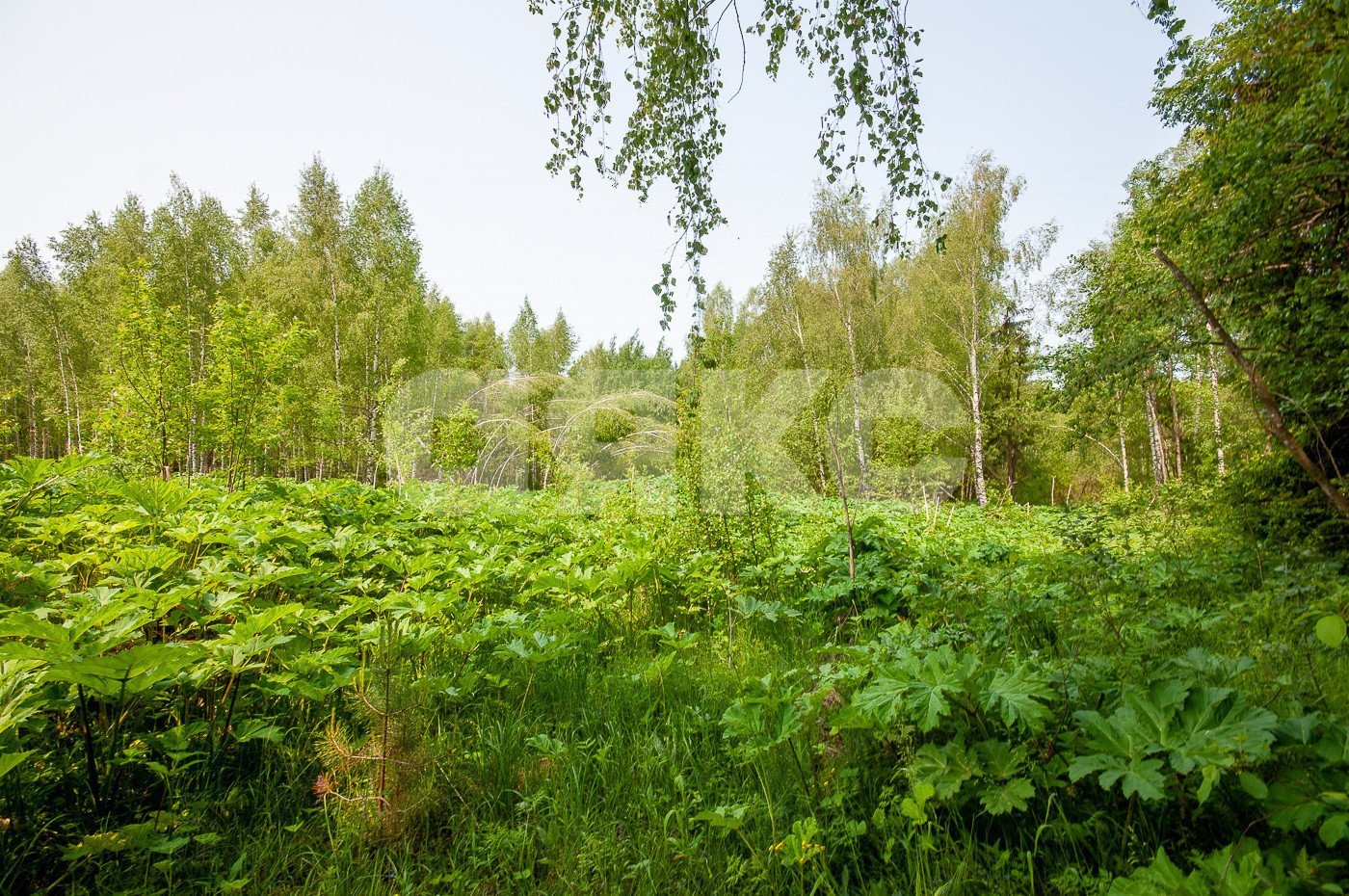 Фото №21: Земельный участок под ИЖС 5750 сот. - Овсянниково