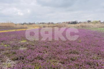 Фото №1: Земельный участок под ИЖС - Кореновск, мкр. 1-й квартал, ул. Западная